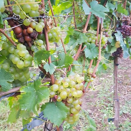Ferienwohnung Weingut Lahmer August Kretzschau Esterno foto