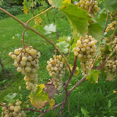 Ferienwohnung Weingut Lahmer August Kretzschau Esterno foto