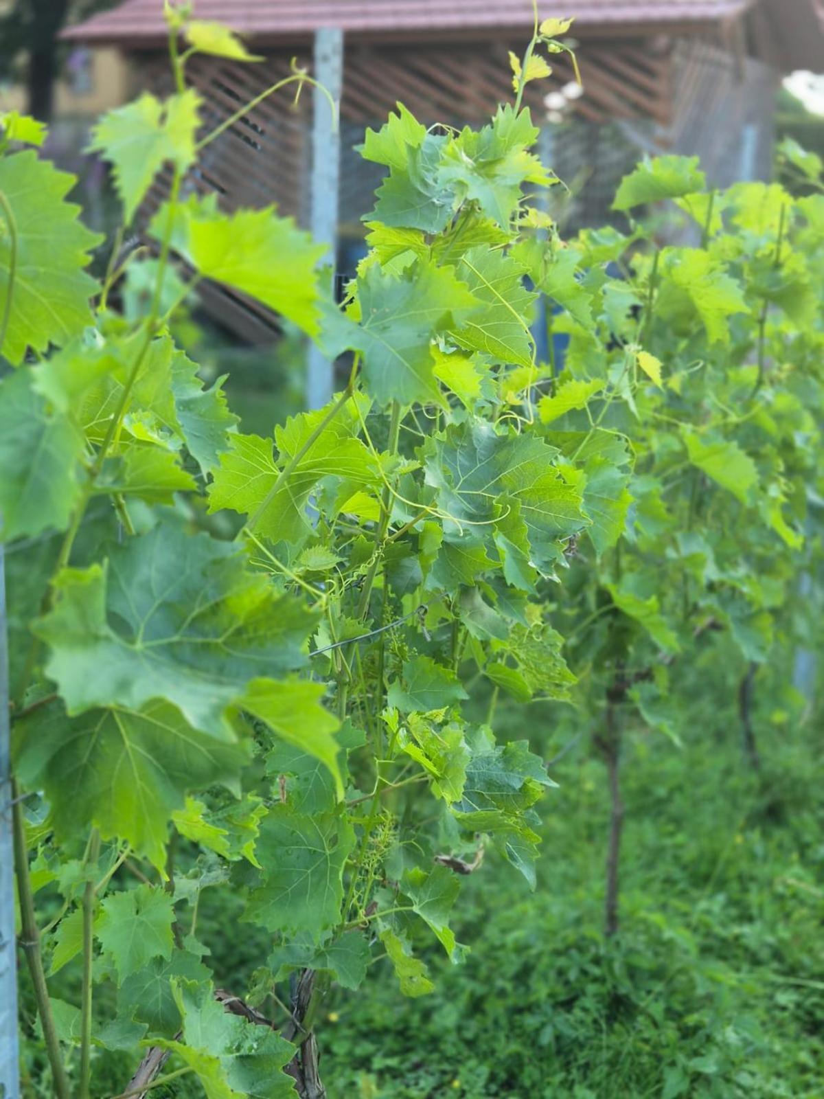 Ferienwohnung Weingut Lahmer August Kretzschau Esterno foto