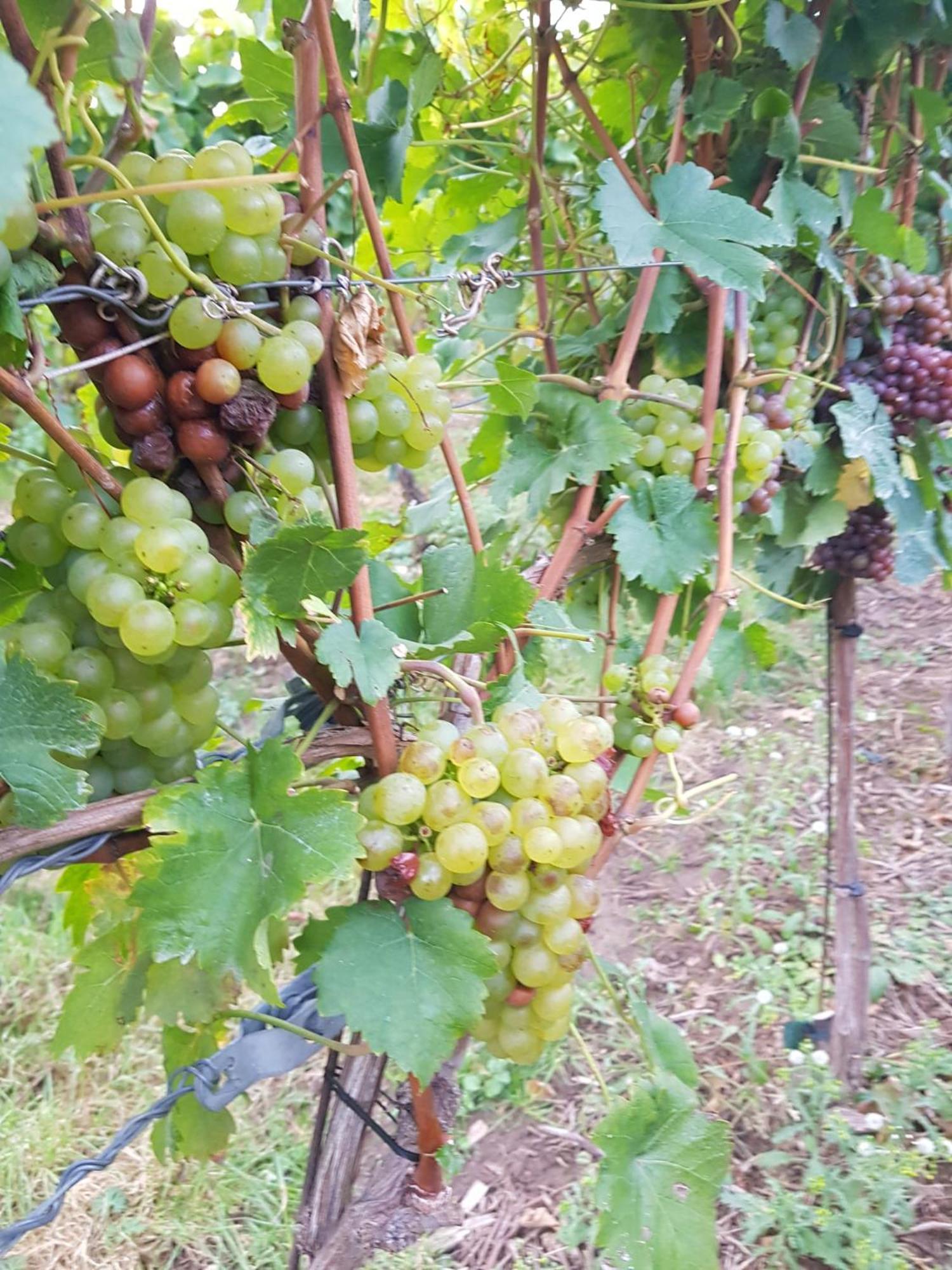 Ferienwohnung Weingut Lahmer August Kretzschau Esterno foto