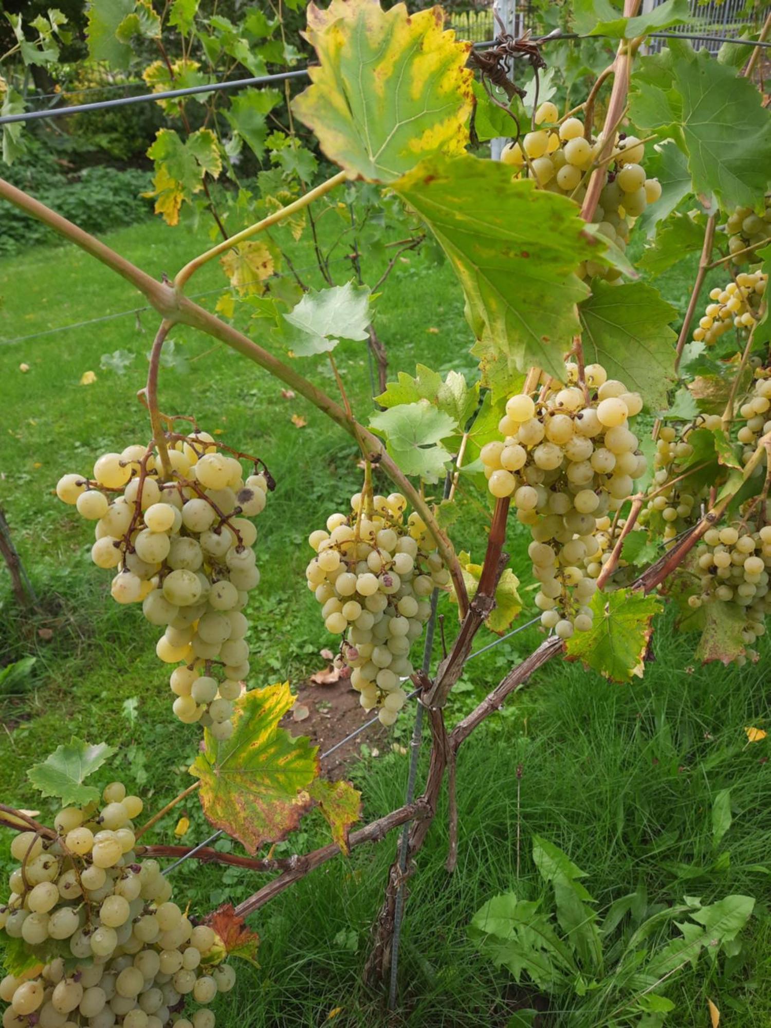 Ferienwohnung Weingut Lahmer August Kretzschau Esterno foto
